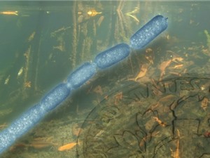 Phát hiện vi khuẩn lớn nhất thế giới, có kích thước bằng lông mi