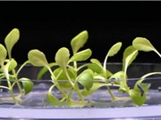 Quang hợp nhân tạo giúp thực vật phát triển trong bóng tối