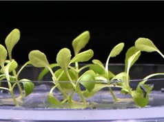 Quang hợp nhân tạo giúp thực vật phát triển trong bóng tối