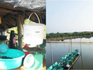 TPHCM: Các mô hình nuôi trồng thủy sản bền vững cho huyện Cần Giờ