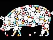Châu Âu ngừng dùng kháng sinh phòng bệnh trên chăn nuôi