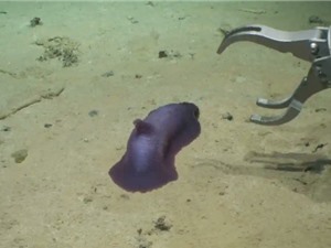 Có thể đã tìm thấy 30 loài mới dưới đáy đại dương