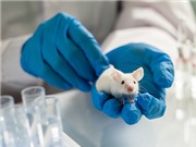 Nhiệt độ phòng mát ức chế sự phát triển ung thư ở chuột