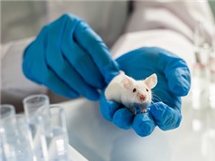 Nhiệt độ phòng mát ức chế sự phát triển ung thư ở chuột