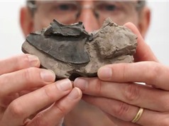Scotland có bộ sưu tập hóa thạch chim mới, nhiều loài chưa biết