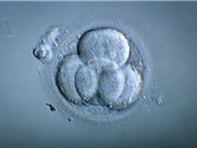 Trung Quốc tạo ra phôi thai từ DNA của ba người