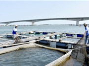 Bà Rịa – Vũng Tàu: Thi giải pháp đổi mới sáng tạo ngành thủy sản 