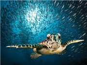 Nạn săn bắt rùa biển giảm
