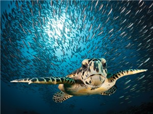 Nạn săn bắt rùa biển giảm