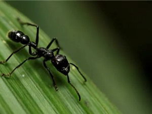Ước tính dân số loài kiến gấp 2,5 triệu lần       dân số loài người