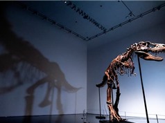 Đấu giá bộ xương hoàn chỉnh của khủng long Gorgosaurus