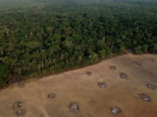 Các ngân hàng trung ương của thế giới vẫn tài trợ phá hủy rừng nhiệt đới