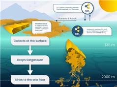 Nhận chìm rong biển để loại bỏ carbon