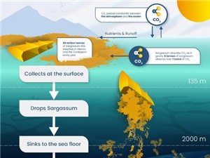 Nhận chìm rong biển để loại bỏ carbon