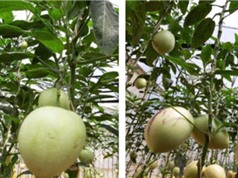 Quy trình trồng dưa pepino trong nhà màng 