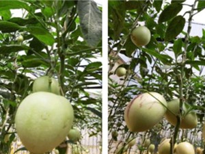 Quy trình trồng dưa pepino trong nhà màng 
