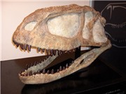 Phát hiện hóa thạch loài khủng long mới