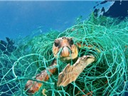 Hàng chục triệu dụng cụ đánh bắt đang làm ô nhiễm đáy đại dương