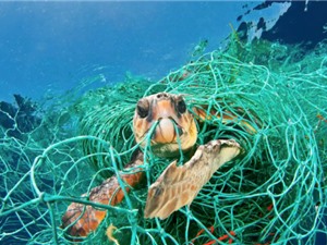 Hàng chục triệu dụng cụ đánh bắt đang làm ô nhiễm đáy đại dương