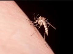 Vì sao có những người thật sự là nam châm hút muỗi 