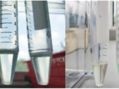 Nghiên cứu khả năng chống lão hóa da bằng serum dầu dừa kết hợp với tế bào gốc nhung hươu