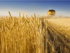 [Video] Thụy Điển: Phát triển giống lúa mì ứng phó với biến đổi khí hậu