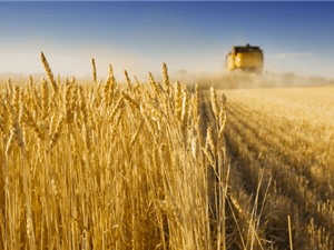 [Video] Thụy Điển: Phát triển giống lúa mì ứng phó với biến đổi khí hậu