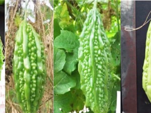 Giống khổ qua mới phù hợp cho vùng Đông Nam Bộ