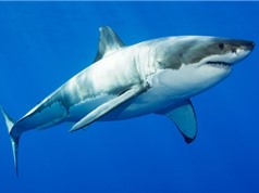 Các quốc gia bỏ phiếu bảo vệ hơn 50 loài cá mập