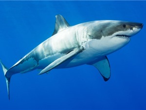 Các quốc gia bỏ phiếu bảo vệ hơn 50 loài cá mập