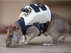 [Video] Huấn luyện chuột tham gia cứu hộ