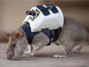 [Video] Huấn luyện chuột tham gia cứu hộ