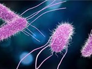 E. coli và Salmonella không thương hàn là các chủng vi khuẩn kháng kháng sinh phổ biến