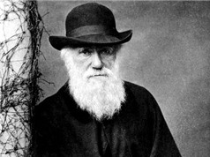 Bản thảo của Charles Darwin được bán đấu giá gần 900.000 USD