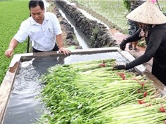 Đồng Nai: Ứng dụng tiến bộ kỹ thuật sản xuất rau cần nước đạt chuẩn VietGAP 