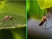 Phát hiện muỗi kháng thuốc ở Việt Nam và Campuchia
