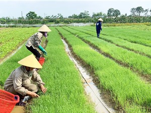 Diễn Châu, Nghệ An: Mô hình trồng và chế biến một số sản phẩm dinh dưỡng từ mầm cây lúa mì 