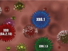 Biến thể coronavirus XBB.1.5 có phải mối nguy toàn cầu?