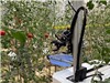 Robot thu hoạch hoa quả trong nhà kính