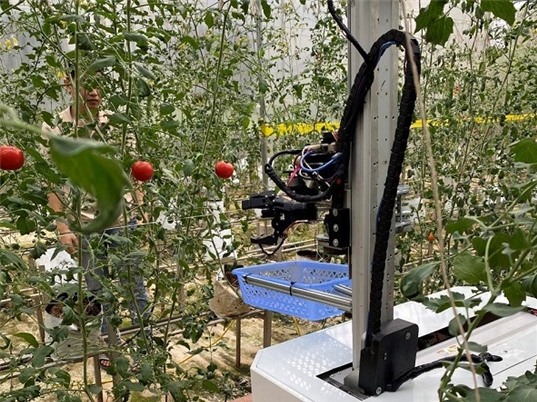 Robot thu hoạch hoa quả trong nhà kính