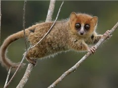 Quần thể động vật hoang dã độc đáo của Madagascar đứng trước làn sóng tuyệt chủng