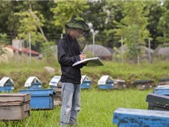 Những kỹ thuật giúp tăng tính cạnh tranh của ngành ong Việt Nam