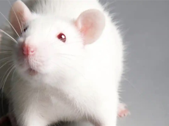 Mô não người được cấy ghép thành công vào chuột