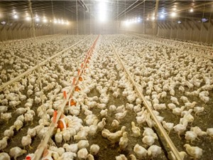 Sử dụng kháng sinh trong nông nghiệp toàn cầu tiếp tục tăng