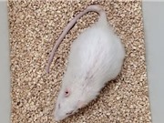 Con chuột sống lâu nhất nhờ can thiệp chống lão hóa