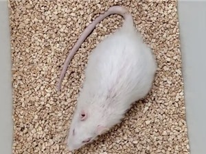 Con chuột sống lâu nhất nhờ can thiệp chống lão hóa