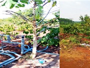 Đắk Nông: Bón phân thông qua nước tưới cho cà phê vối 