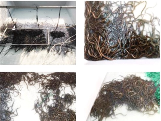 Cải tiến quy trình nuôi lươn thương phẩm không bùn 
