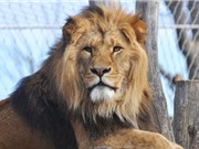 Lần đầu ghi nhận sư tử trong vườn thú lây COVID-19 cho nhân viên trông coi