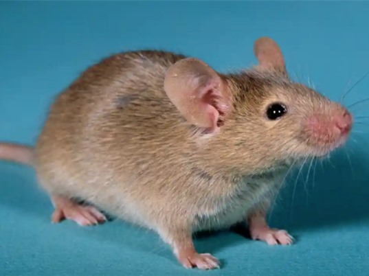 Tạo ra chuột con từ hai chuột đực